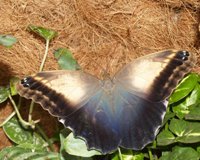 Caligo. Необычны любовные ухаживания этих бабочек, когда оба партнера долго кружат вокруг друг друга в брачном танце. Самки откладывают яйца на геликонию и растения из рода банан. Кладка яиц обычно небольшая.  Бабочки летают на рассвете и с наступлением вечерних сумерек; питаются соком перезревших фруктов.